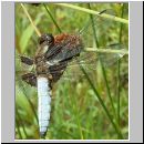 Libellula depressa - Plattbauch m07.jpg